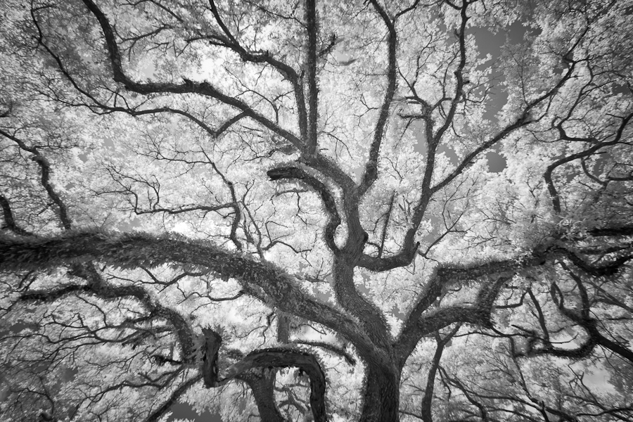 Bayou Tree