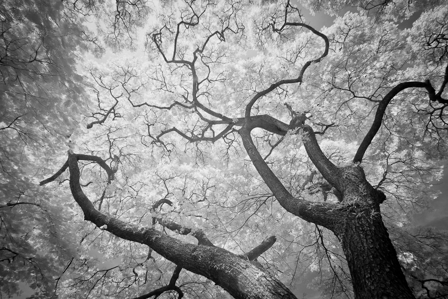 IR Trees