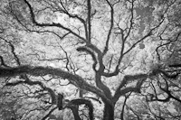 Bayou Trees