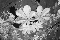Prague Leaves