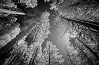 Pine Trees