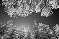Pine Trees