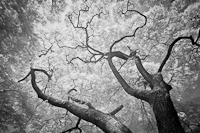 IR Trees