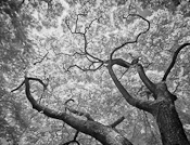 Inrared Image - Trees